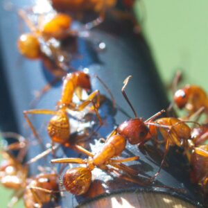 Closeup image of fire ants. Don't get stung by outdoor work safety tips A.R.M. action resource management
