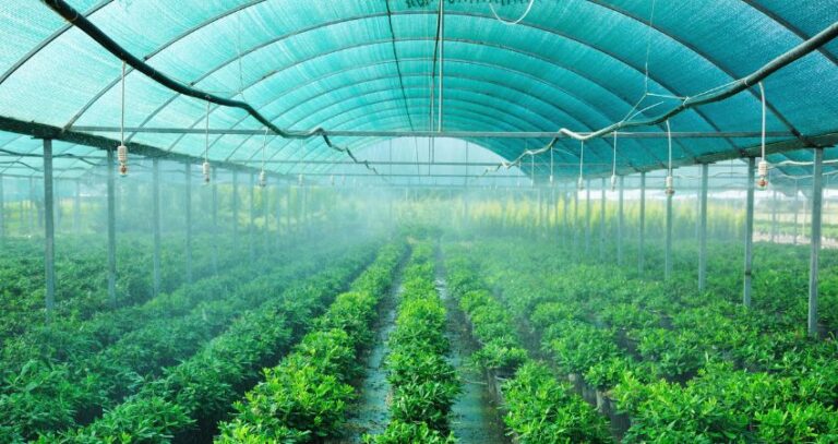 Image of a large greenhouse with overhead water misters on. Greenhouse Safety. Action Resource Management. A.R.M.