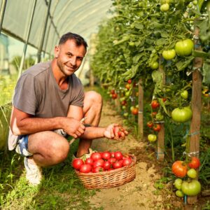 An image of a male greenhouse worker, crouched down as he collects red tomatoes from plants. Greenhouse Safety Tips