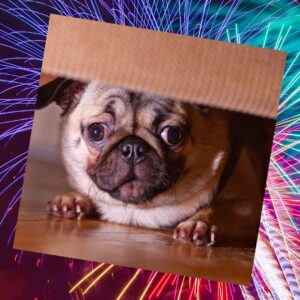 Keep pets safe during Independence Day fireworks; 4th of July sounds are loud and may frighten pets